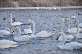 天鹅在线观看,云端共舞，探寻自然之美  第1张